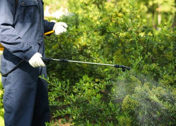 Pest-Free Living: Alpharetta’s Trusted Pest Control Solutions